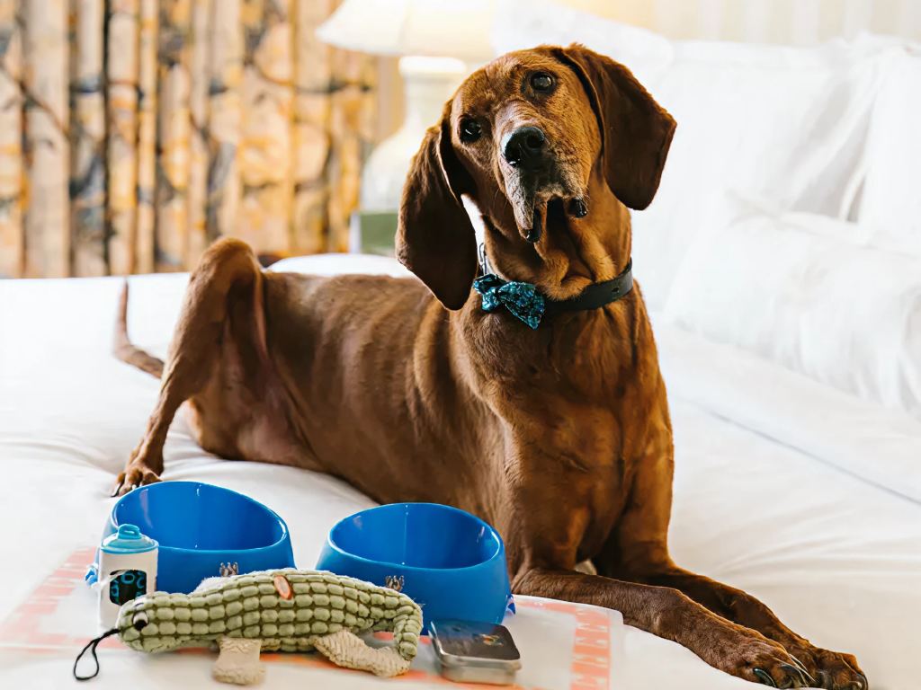 A dog lies on a bed with dog toys and bowls.
