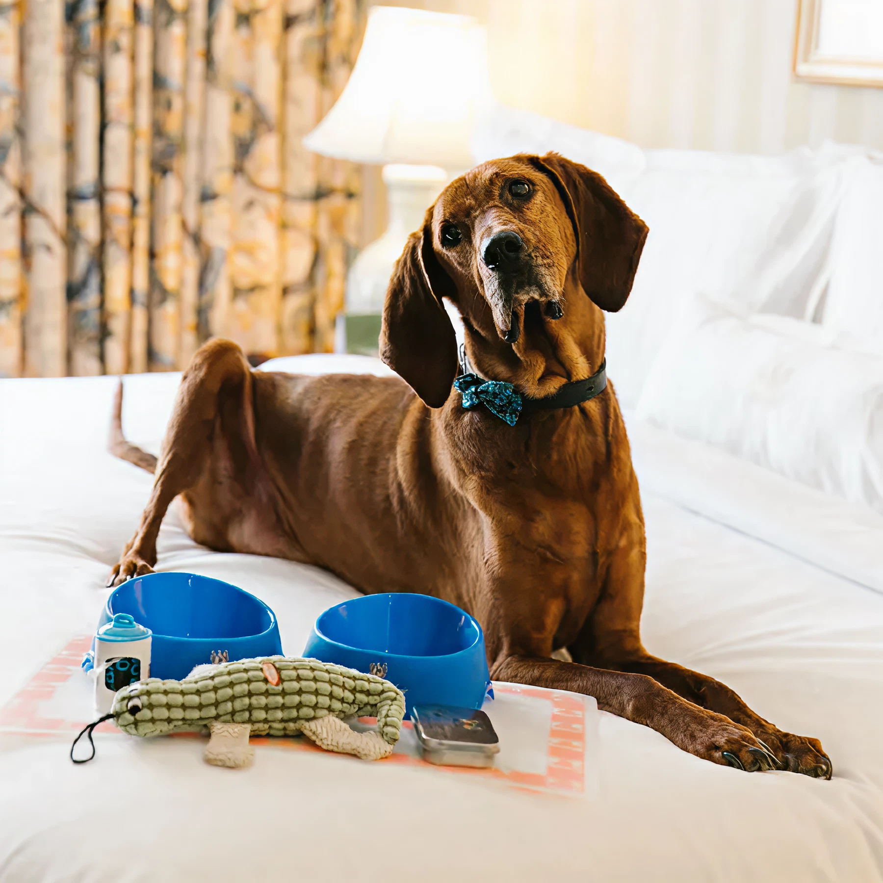 Pet friendly New Orleans hotel room with brown dog and amenities.