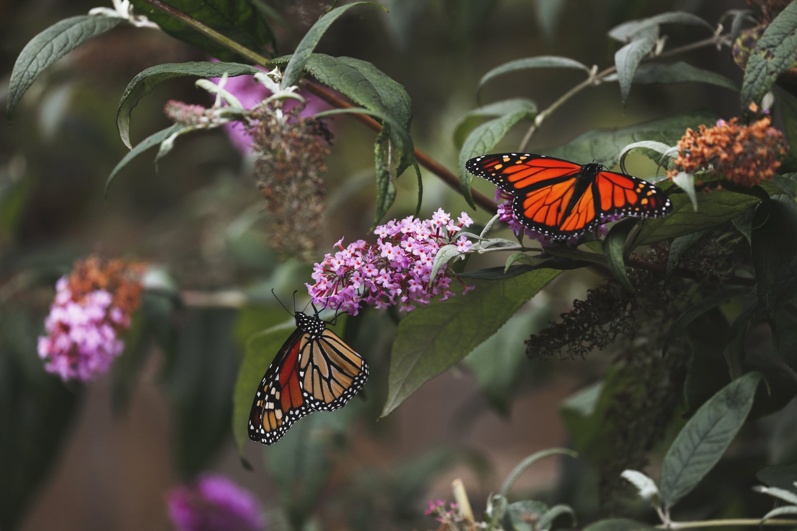 Monarch Butterflies on Butterfly Bush