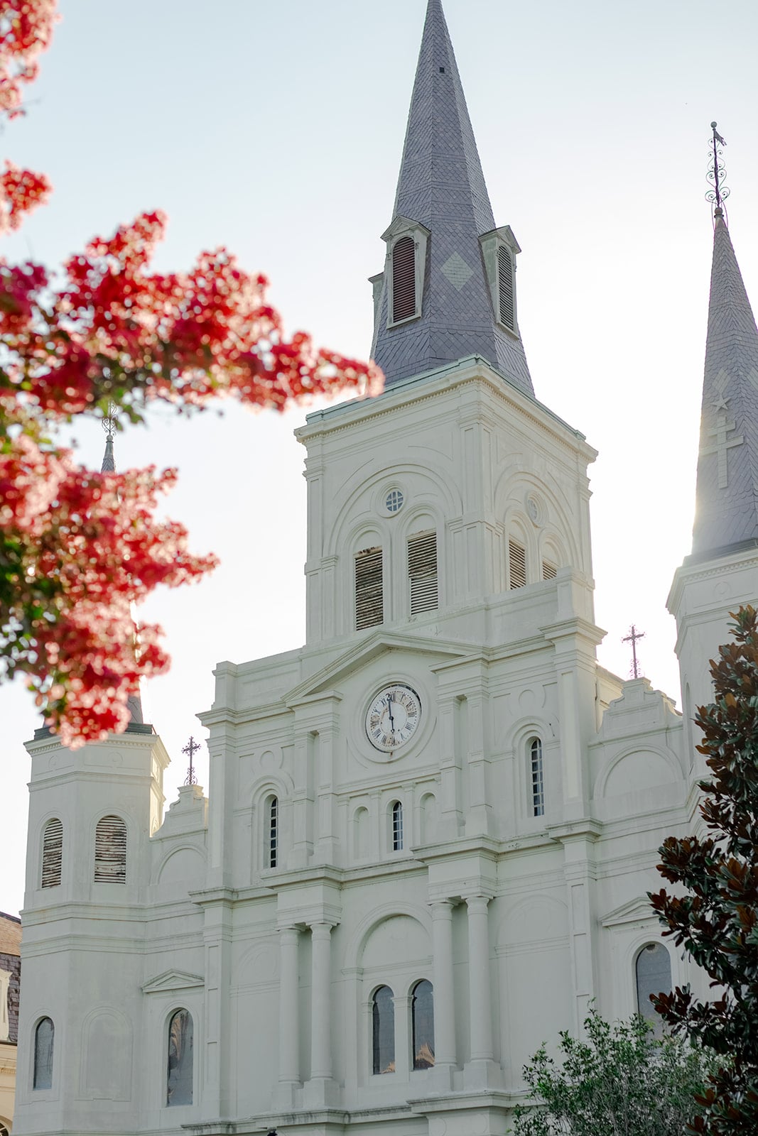 St. Louis Cathedral in New Orleans, its grand white facade and clock tower framed by red flowers.