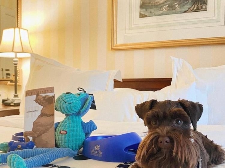 A dog lies on a bed with toys and a brochure.