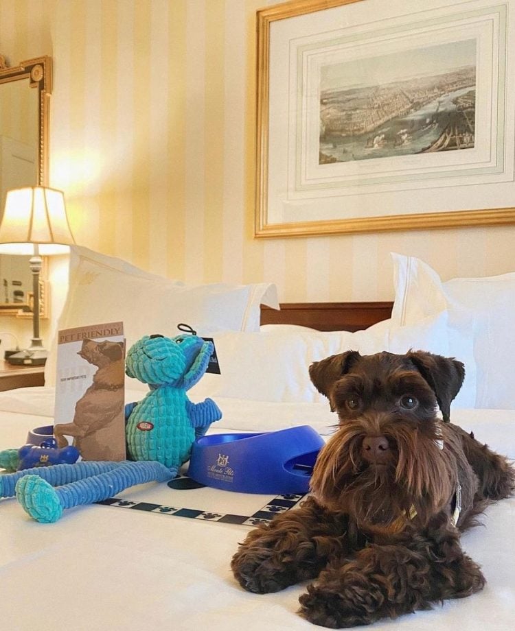 Adorable brown dog on a hotel bed with pet toys and a bowl, welcoming pets to New Orleans.