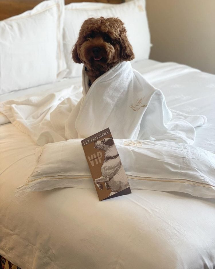 Brown dog in a bathrobe on a New Orleans hotel bed with a pet friendly VIP welcome card.